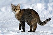 Tabby cat standing on snow-covered ground looking towards the camera.